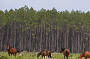 Brumbies