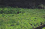 Cape Tribulation World Heritage Daintree Rainforest  depart Cairns and Cairns Beaches