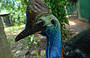 Grand Kuranda Experience (with Port Douglas pickup)