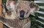 The animal hospital cares for sick and injured wildlife