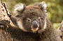 KI Wildlife