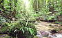 Wilderness and Rainforest Full Day 4WD Safari